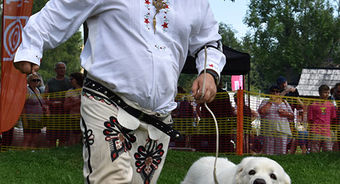 Znamy psich zwycięzców Krajowej Wystawy Polskich Owczarków Podhalańskich podczas trzeciego dnia 54.Międzynarodowego Festiwalu Folkloru Ziem Górskich!